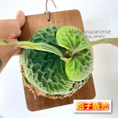 2026年最新】マダガスカリエンセの人気アイテム - メルカリ