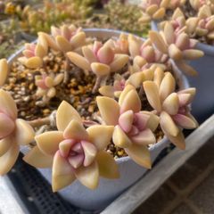 キュービックフロスト錦 綴化 Echeveria Cubic Frost - メルカリ