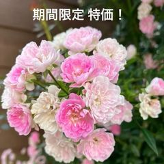 レンゲローズ 2年生苗 蕾付き 草丈30センチ位の大きい苗♪ - メルカリ