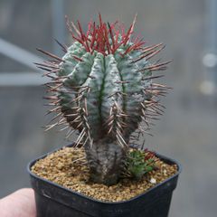 ユーフォルビア コンフィナリス サボテン 多肉植物 コーデックス