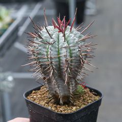 多肉植物 ユーホルビア ゼブラホリダ カキコ自根 - メルカリ
