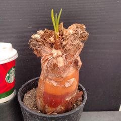 Z1152「塊根植物」アデニア ペチュエリー【発根・発芽中・実生・多肉