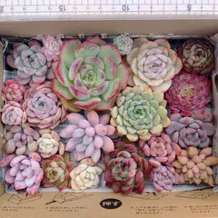 多肉植物　寄せ植え　詰め合わせ　カット苗セット　31