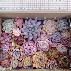 多肉植物　寄せ植え　詰め合わせ　カット苗セット　30