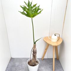 現品 フィロデンドロン セローム ホープ 36番 幹上がり 観葉植物