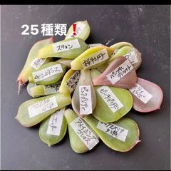 ♡多肉葉挿し35種セット♡ すべて発芽♡ぷくぷく系♡スウィーツ系