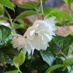新芽のびてます◇大苗◇希少品種◇妖精のようなお花◇クレマチス
