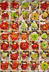 期間限定  おまかせ 6種抜き苗セット   名前付き アエオニウム  多肉植物
