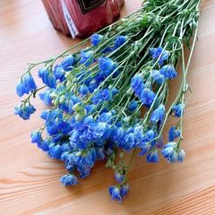 おすすめᕷ*.°生花❇️ブルーファンタジア❣️ネコポスいっぱい