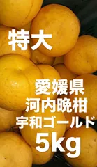 愛媛県産　河内晩柑　宇和ゴールド　柑橘　5kgのサムネイル