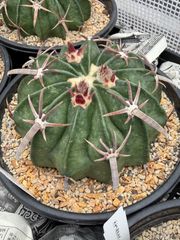サボテン アオリカルプス 花牡丹 接ぎ降ろし自根 - メルカリ
