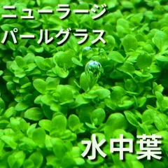 ニューラージパールグラス 水中葉のサムネイル