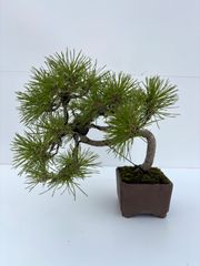 赤松 盆栽 小品盆栽 約25cm 松盆栽 和風インテリア ＃010 - メルカリ