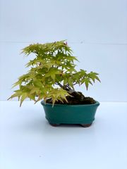 猫ちゃん様専用 山もみじ盆栽 【寄植え】 中品盆栽 - メルカリ