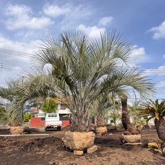 ソテツ『超特大サイズ』近畿地方限定配達&植込み無料❗️その他地方の