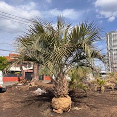 引き取り限定 超特大 ブラヘアアルマータ 白銀葉 観葉植物 扇形の葉