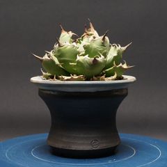 ユーフォルビアギムノカリキオイデス 実生 - メルカリ