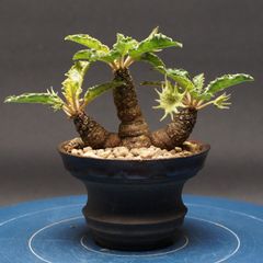 巨大良型】ドルステニア ラブラニー【カクタスグリーン購入】 | Mercari