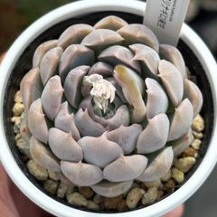 ☆超レア美苗！☆ザラゴーサSPノバ（子株2付き）多肉植物（土ポット