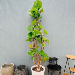 現品］【希少】7番 フィカス グランディス 曲がり 10号 観葉植物 室内