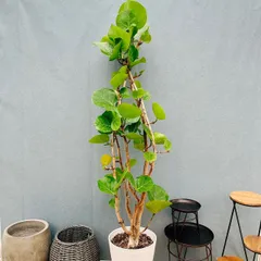 ［現品］1番　シーグレープ　曲がり　10号　ハマベブドウ　ココロバ　観葉植物　室内　大型　おしゃれ　ユニーク　個性的のサムネイル