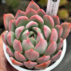 多肉植物 エケベリア 中里リンゼアナx sp nov ザラゴサ - メルカリ