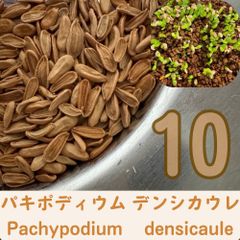 新鮮！種子10粒 パキポディウムアンボンゲンセ P.ambongense - メルカリ