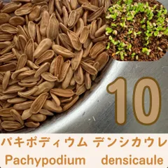 4月採取　恵比寿大黒 パキポディウム デンシカウレ　10粒種子のサムネイル