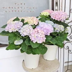 鉢花 アジサイ マジカルレボリューション ピンクグラデーション 5号 母の日 プレゼント 紫陽花 ブルー ピンクのサムネイル