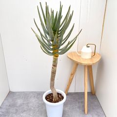 【現品】アロエ・ディコトマ（アロエ・デコトマ）10号　A2番 現品】アロエ・ディコトマ（アロエ・デコトマ）10号 A2番 - メルカリ