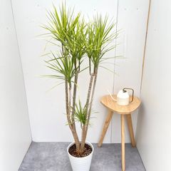 現品 ドラセナ コンシンネ ホワイボリー 1番 観葉植物 特大 インテリア