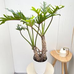 幹立ち フィロデンドロン クッカバラ 根上がり 【特大株】 - メルカリ