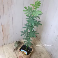 ギンヨウアカシア♡ミモザアカシア♡シンボルツリー♡