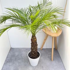 フェニックス・ロベレニー（親王椰子）　観葉植物　大型 フェニックス・ロベレニー（親王椰子） 観葉植物 大型 - メルカリ