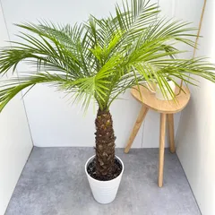 フェニックス　ロベレニー 楽天市場】フェニックスロベレニー（種類（植物）シンノウヤシ）の通販