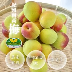 富山県産 健康稲積青梅 10kg＋秘伝レシピ - メルカリ