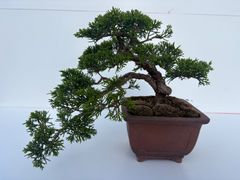 真柏盆栽 【捻幹模様木】 小品盆栽素材 - メルカリ