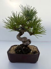 黒松 小品盆栽 鉢（銭号）樹高約14.5cm（黒松杜松五葉松皐月欅楓糸魚川
