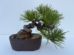 ysh様 宮島五葉松 盆栽 小品 葉性抜群 樹高15㎝ - メルカリ