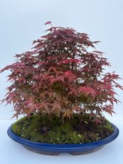 紅葉 もみじ 紅葉盆栽 もみじ盆栽 楓 カエデ 盤根 - メルカリ