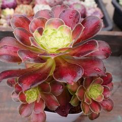 アエオニウム 抜き苗 花水木(仙墨系)群生2400 - メルカリ