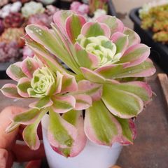 アエオニウム メープルリーフ 多肉植物 抜き苗 - メルカリ