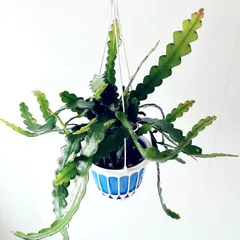 【再入荷】《人気商品》フィッシュボーンカクタス エピフィラムアングリガー calm cafのサムネイル