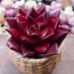 30%OFF！【熟柿（ホンシ）】エケベリア　韓国多肉　真っ赤　人気種