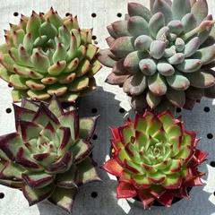 【ポットごと！】最高峰の彩りを楽しむ厳選4種セット　多肉植物　エケベリア　韓国苗