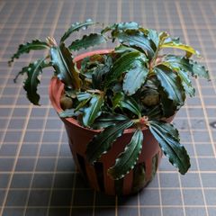 陰性水草の王様的存在【ブセファランドラ】Dark blue sword - メルカリ 陰性水草の王様的存在【ブセファランドラ】Dark blue sword - メルカリ