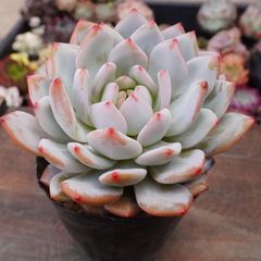 ギルバの薔薇錦 美斑入り 多肉植物 エケベリア葉っぱ沢山7cm容器 真丸