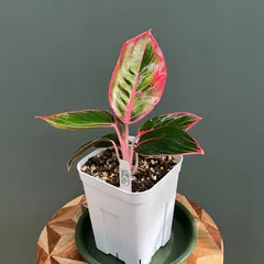 2026年最新】レア植物アグラオネマの人気アイテム - メルカリ