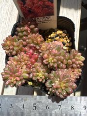 古都の葉さん苗❣️希少種❣️りんごのつぶ❣️札付き❗️多肉植物