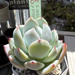 多肉植物 ピンクルルビー❣️抜き苗 - メルカリ